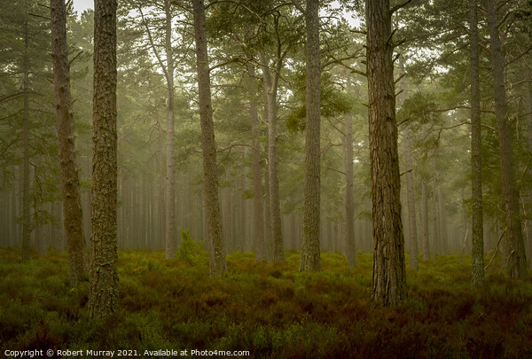 Early morning in Abernethy Forest Picture Board by Robert Murray