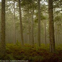 Buy canvas prints of Early morning in Abernethy Forest by Robert Murray