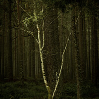 Buy canvas prints of Lonely Birch Tree by Robert Murray