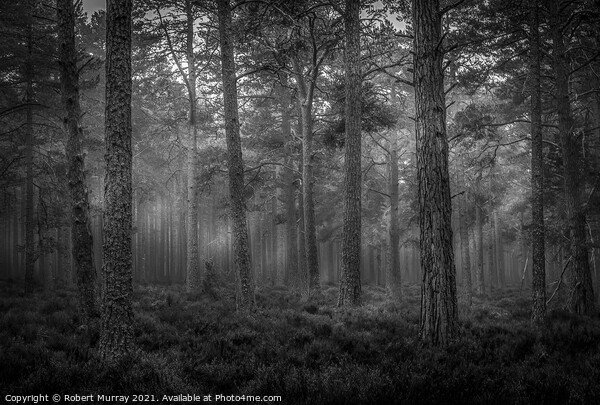 Morning Forest Monochrome Picture Board by Robert Murray