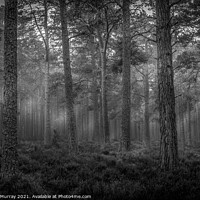 Buy canvas prints of Morning Forest Monochrome by Robert Murray