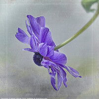 Buy canvas prints of Blue Anemone by Robert Murray