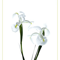 Buy canvas prints of White Dutch Iris by Robert Murray