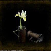 Buy canvas prints of Iris reticulata "Katherine's Gold". by Robert Murray