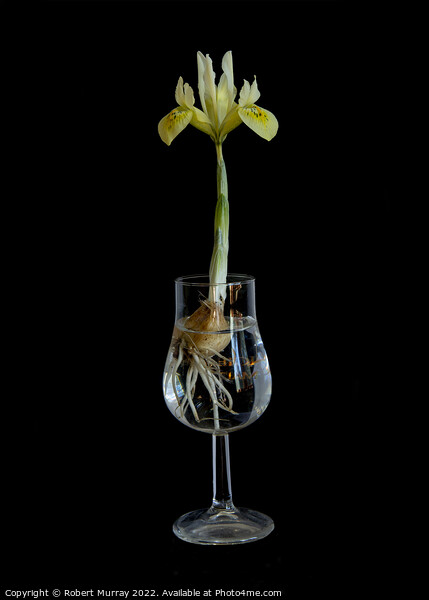 Iris in a Glass Picture Board by Robert Murray