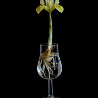 Buy canvas prints of Iris in a Glass by Robert Murray