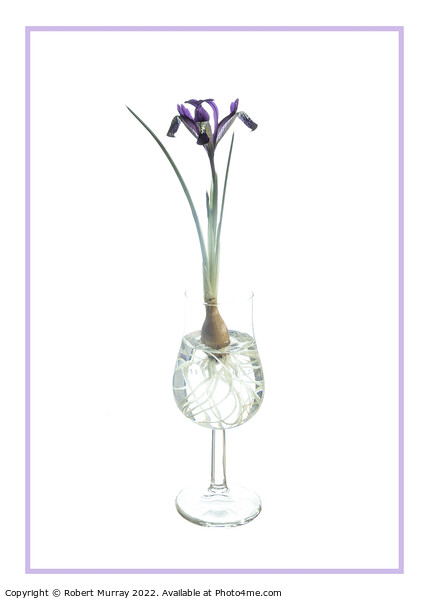 Iris Spot On in a glass. Picture Board by Robert Murray