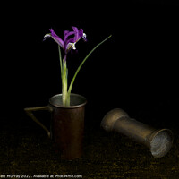 Buy canvas prints of Iris reticulata 