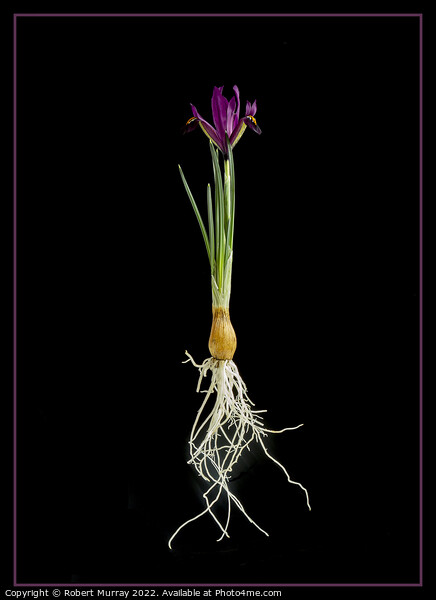 Iris reticulata "George". Picture Board by Robert Murray