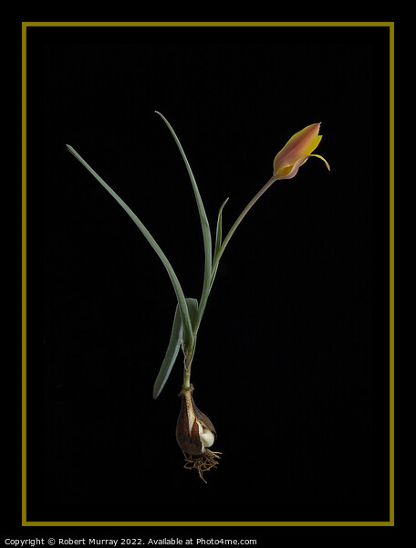 Tulipa clusiana var. chrysantha  Picture Board by Robert Murray