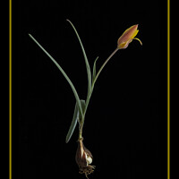 Buy canvas prints of Tulipa clusiana var. chrysantha  by Robert Murray