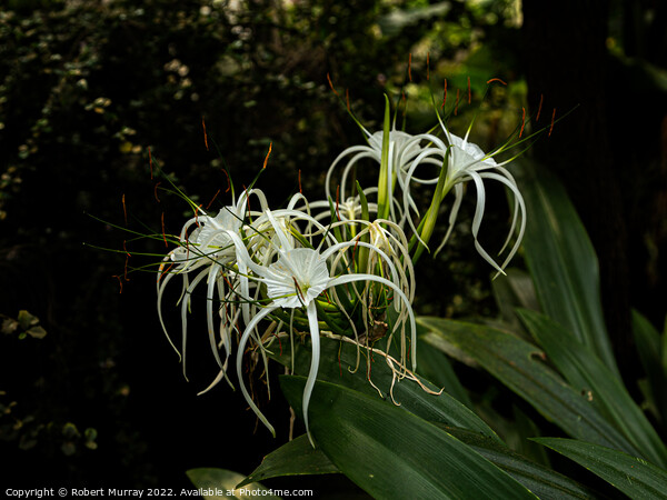 Spider Lily Picture Board by Robert Murray