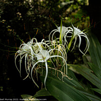 Buy canvas prints of Spider Lily by Robert Murray