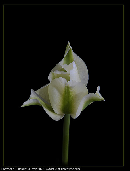Tulipa viridiflora Picture Board by Robert Murray