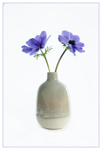 Blue anemonies in ceramic vase. Picture Board by Robert Murray