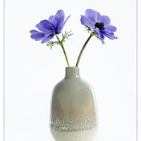 Buy canvas prints of Blue anemonies in ceramic vase. by Robert Murray