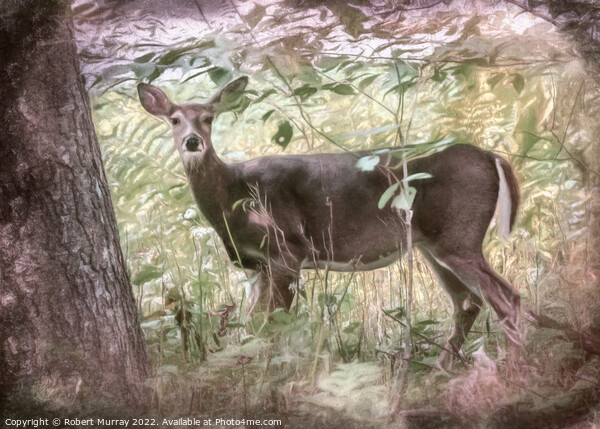White-tailed deer in woodland. Picture Board by Robert Murray