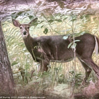 Buy canvas prints of White-tailed deer in woodland. by Robert Murray