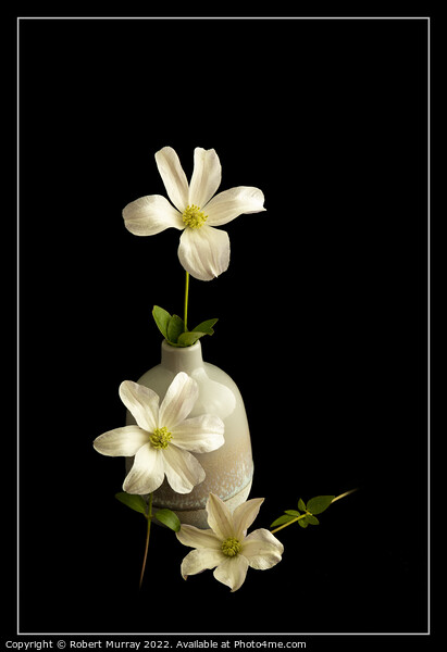 Clematis "Huldine" - Elegance in White Picture Board by Robert Murray