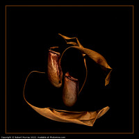Buy canvas prints of Golden Pitcher Plants by Robert Murray
