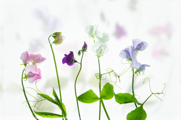 A Symphony of Sweet Peas Picture Board by Robert Murray