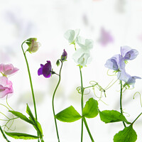 Buy canvas prints of A Symphony of Sweet Peas by Robert Murray