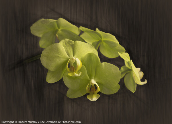 Yellow moth orchid Picture Board by Robert Murray