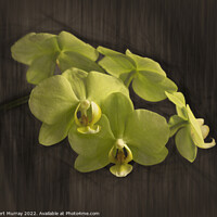 Buy canvas prints of Yellow moth orchid by Robert Murray