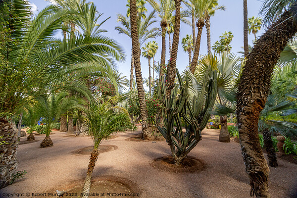 Desert plants in Jardin Marjorelle, Marrakech. Picture Board by Robert Murray