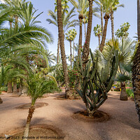 Buy canvas prints of Desert plants in Jardin Marjorelle, Marrakech. by Robert Murray