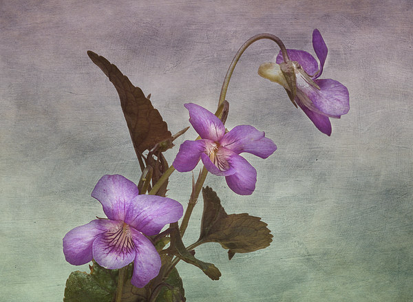 Enchanting Viola Labradorica Picture Board by Robert Murray