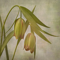 Buy canvas prints of Tranquil Bells of Fritillaria Pontica by Robert Murray