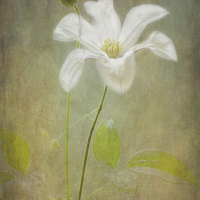 Buy canvas prints of Tranquil White Clematis "Huldine". by Robert Murray