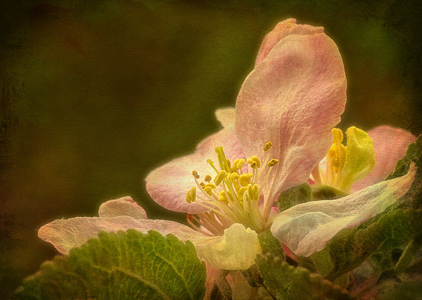 Delicate Beauty of Apple Blossom. Picture Board by Robert Murray