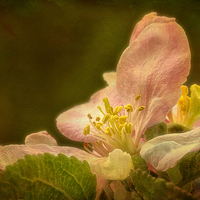 Buy canvas prints of Delicate Beauty of Apple Blossom. by Robert Murray