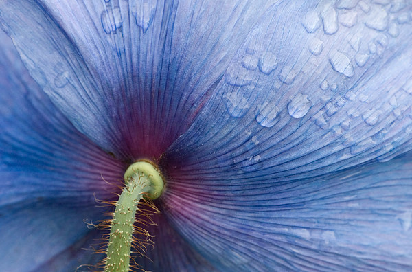 Majestic Blue Poppy. Picture Board by Robert Murray