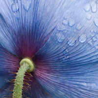 Buy canvas prints of Majestic Blue Poppy. by Robert Murray