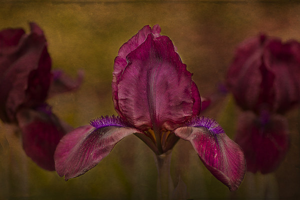 A Dwarf Bearded Iris Garden of Beauty Picture Board by Robert Murray