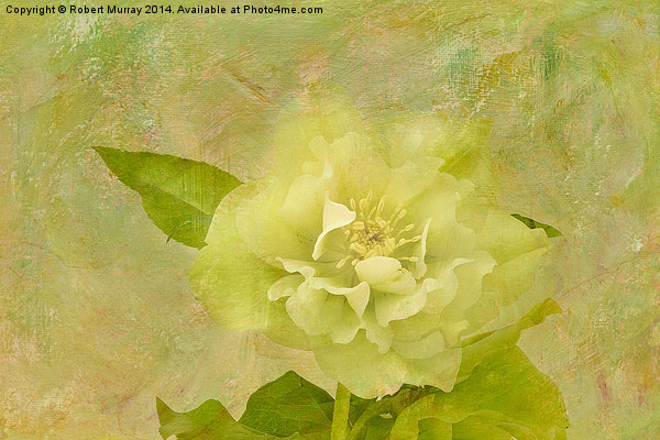 Elegant Yellow Hellebore Blossom Picture Board by Robert Murray