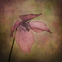 Buy canvas prints of Meconopsis x cookei by Robert Murray