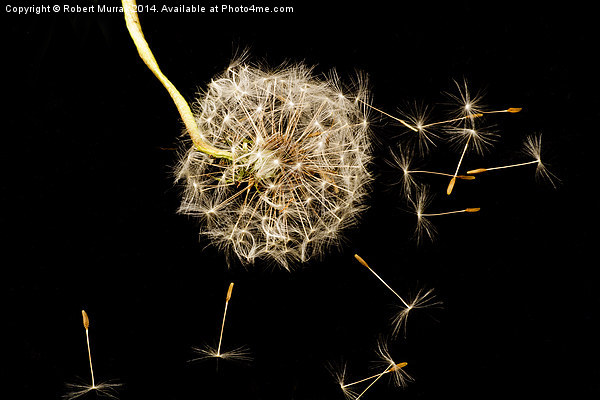 Dandelion seed head Picture Board by Robert Murray