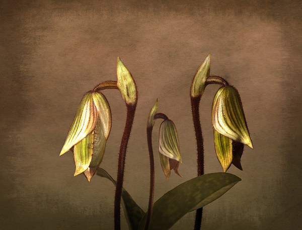 Exotic Slipper Orchids in Bloom Picture Board by Robert Murray