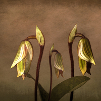 Buy canvas prints of Exotic Slipper Orchids in Bloom by Robert Murray