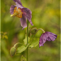 Buy canvas prints of Meconopsis by Robert Murray