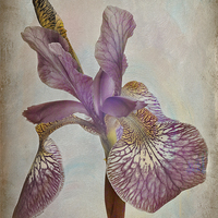 Buy canvas prints of Iris dancing by Robert Murray