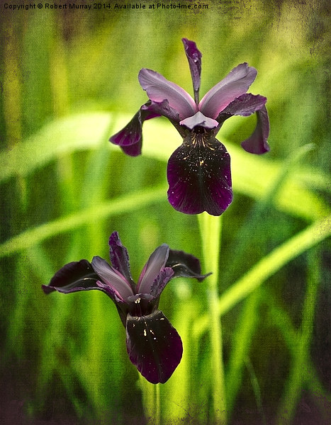Black Iris Picture Board by Robert Murray