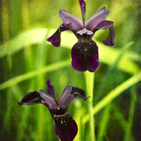 Buy canvas prints of Black Iris by Robert Murray