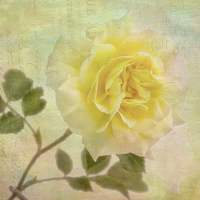 Buy canvas prints of Rose 