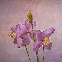 Buy canvas prints of Meconopsis 