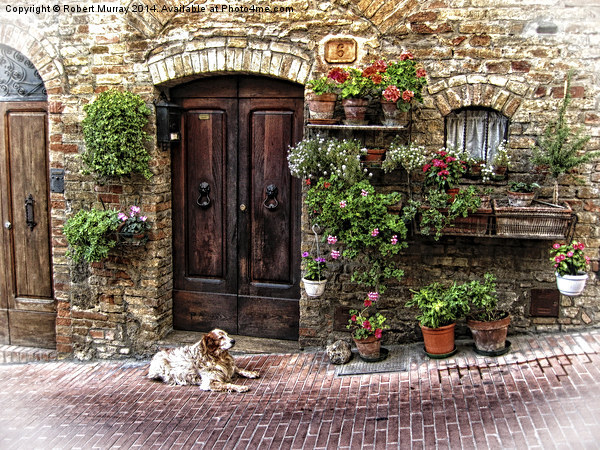 San Gimignano Dog Picture Board by Robert Murray